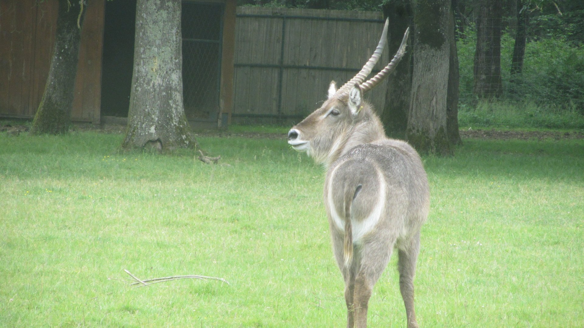 Common waterbuck (Kobus ellipsiprymnus)