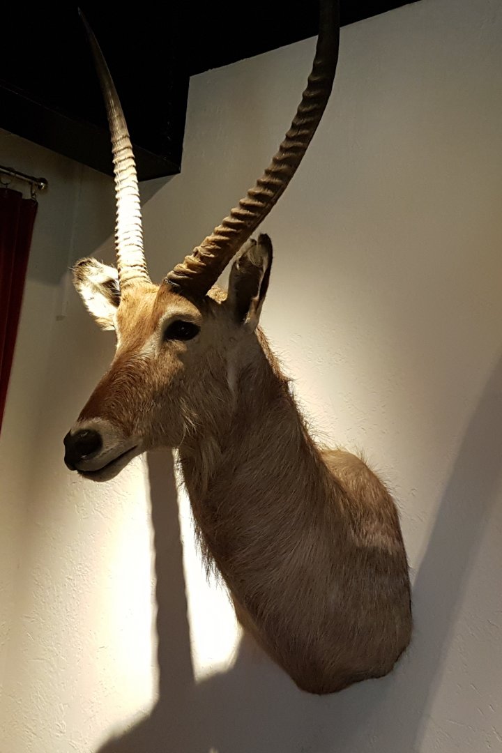 Common waterbuck-trophy