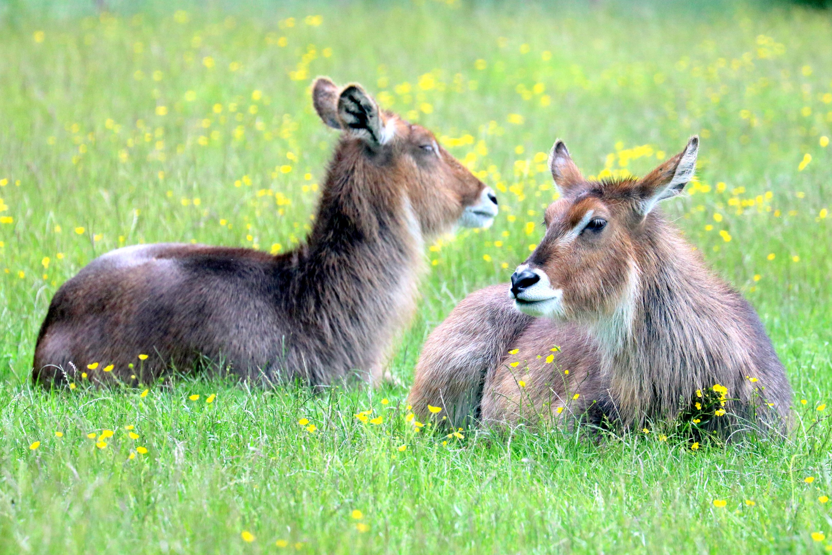 Common waterbuck; Whipsnade; 14th June 2019