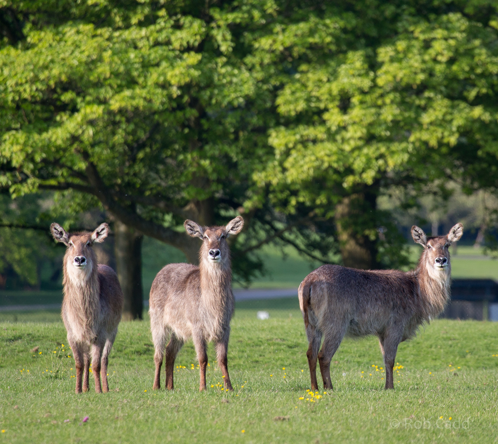 Common waterbuck : Whipsnade : 16 May 2014