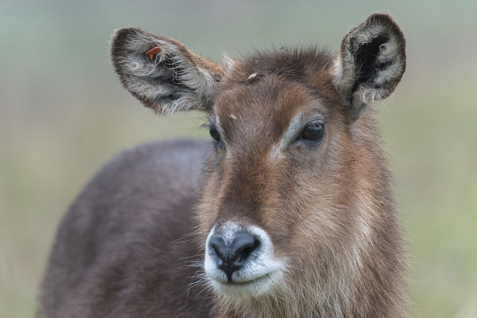 Common waterbuck, ZSL Whipsnade