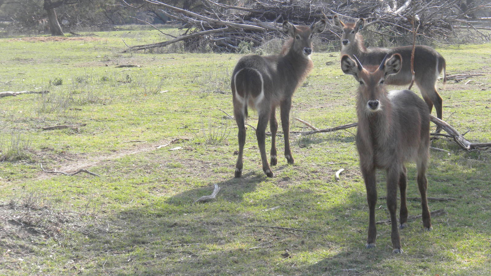 Common Waterbuck