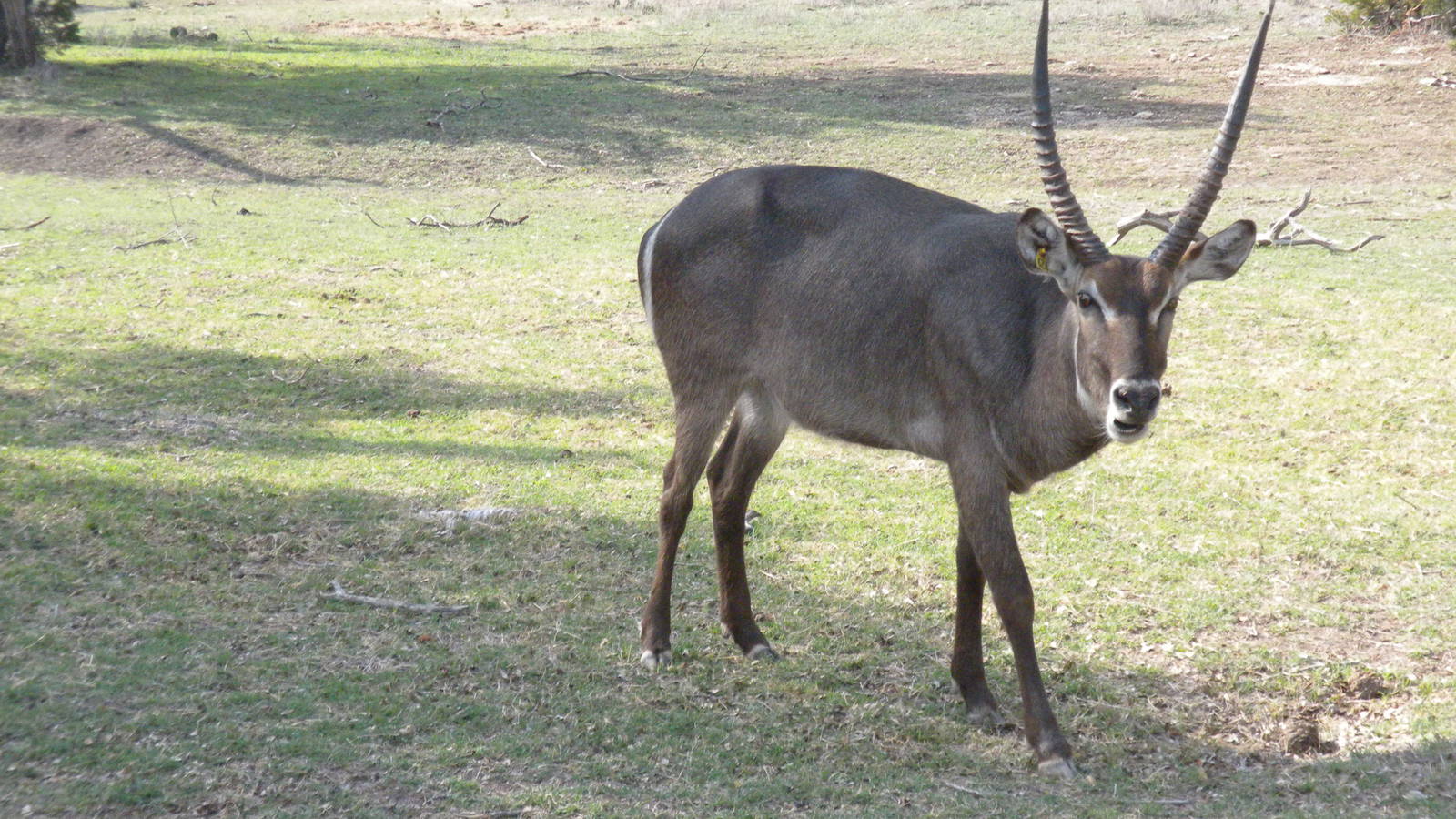 Common Waterbuck
