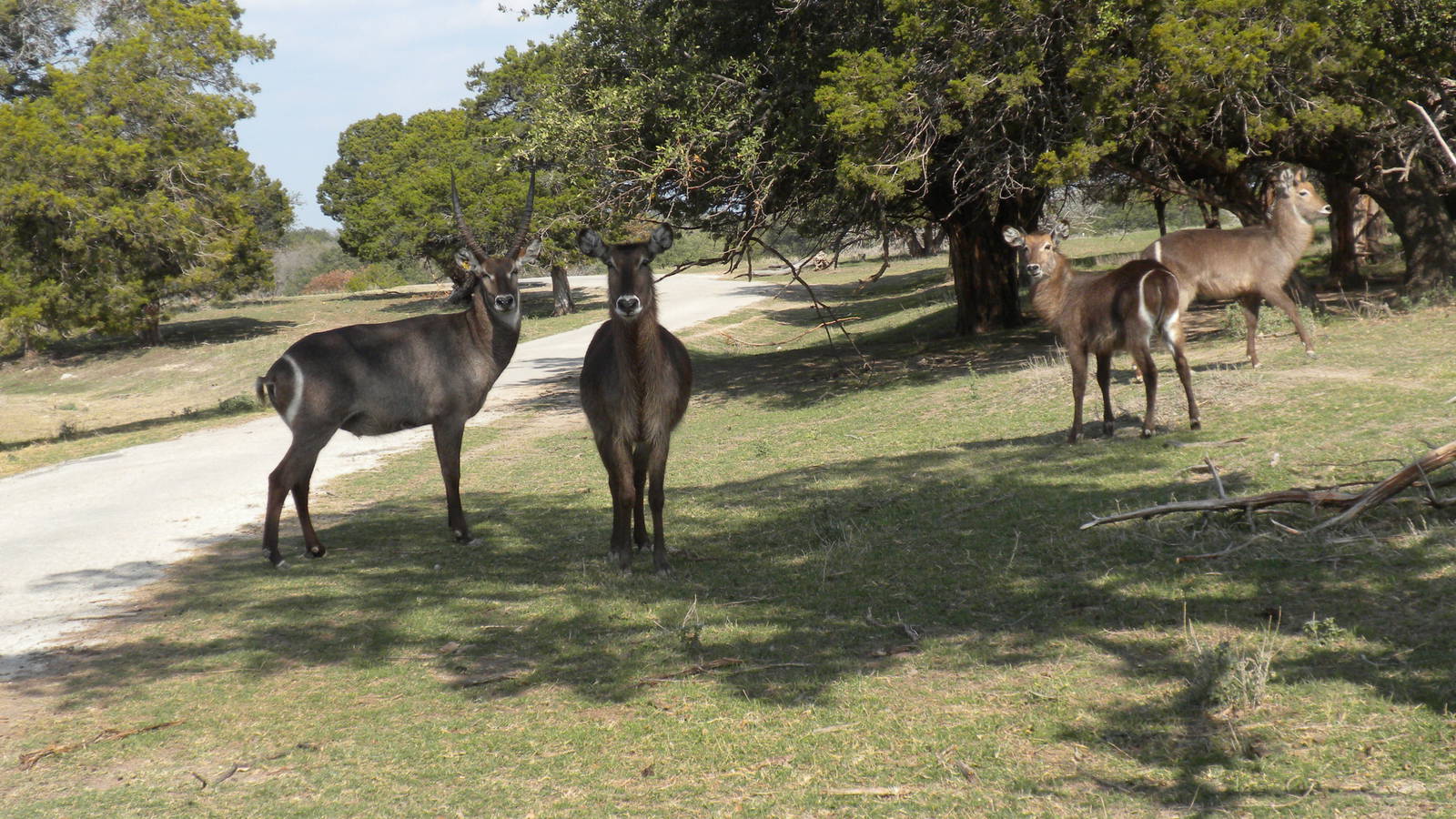 Common Waterbuck