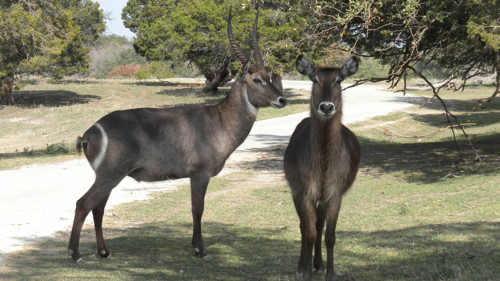 Common Waterbuck