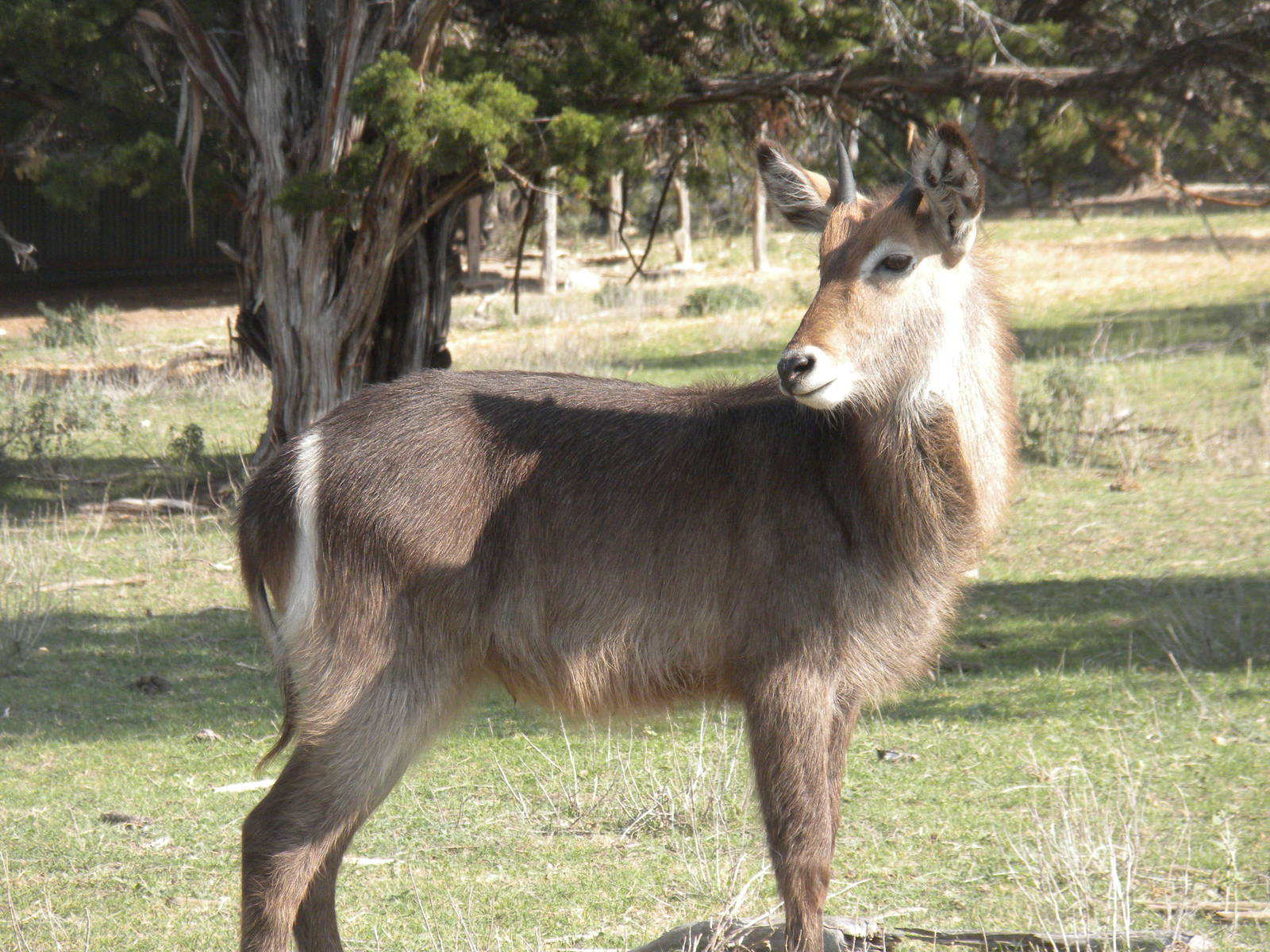 Common Waterbuck