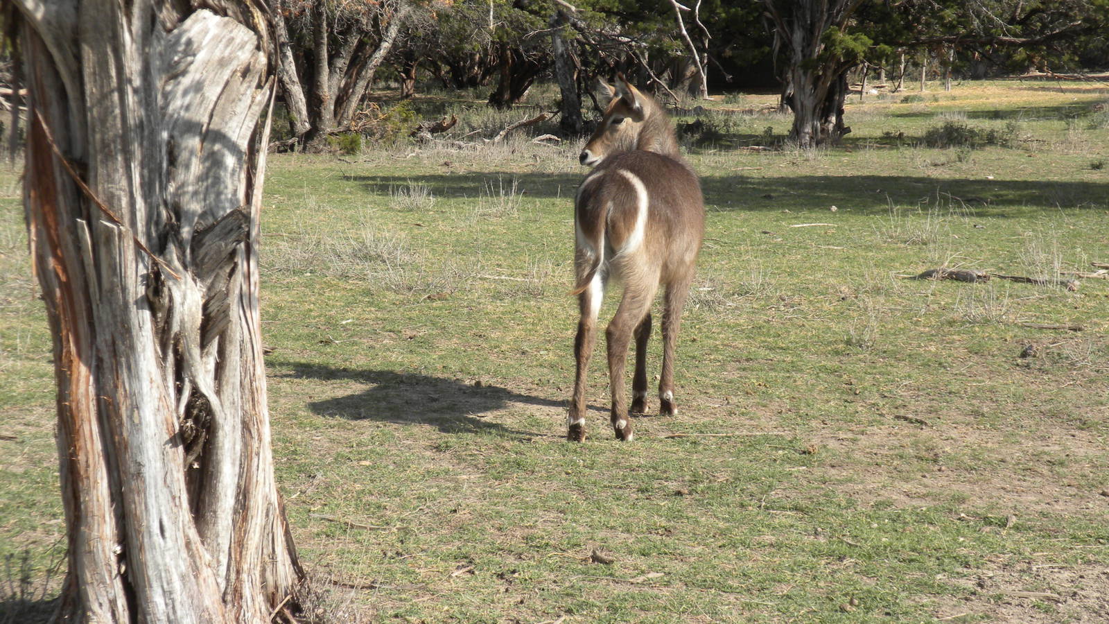 Common Waterbuck