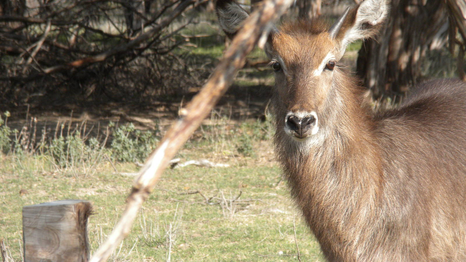 Common Waterbuck
