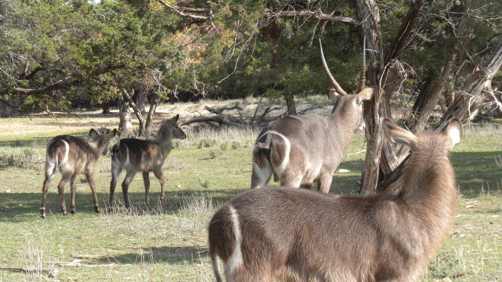 Common Waterbuck