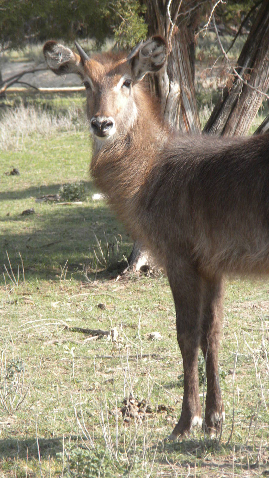 Common Waterbuck