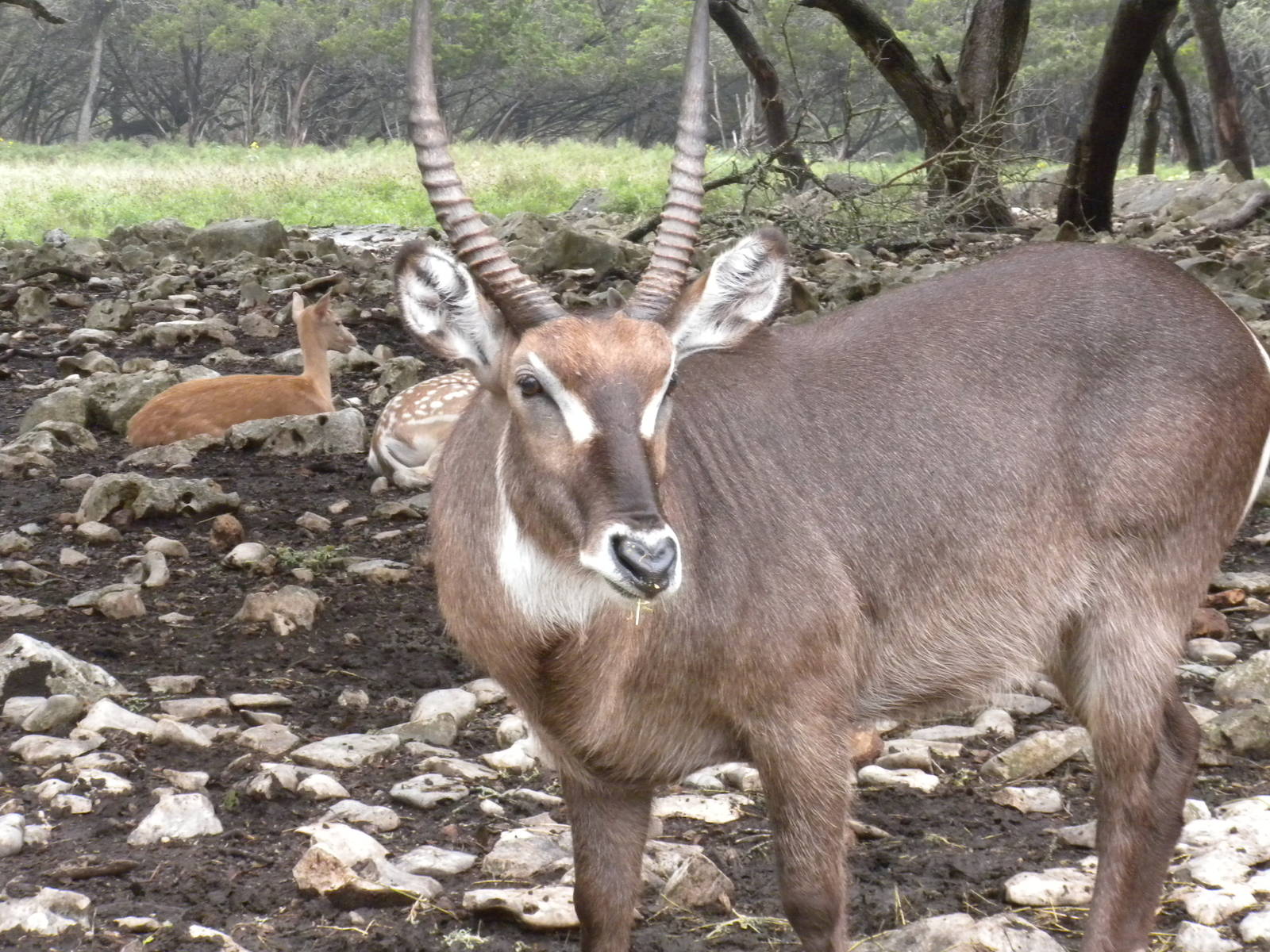 Common Waterbuck