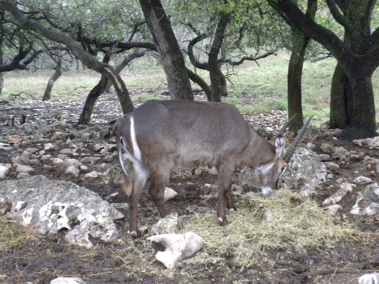 Common Waterbuck