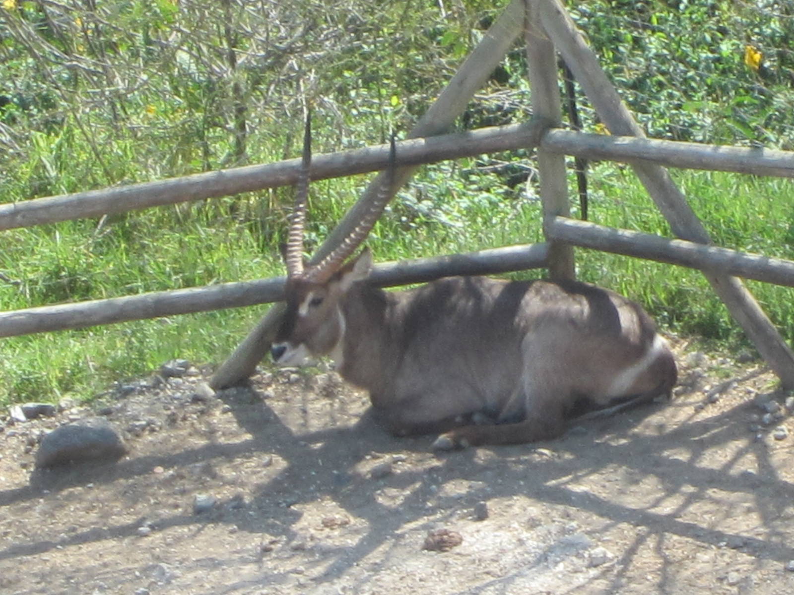 Common waterbuck