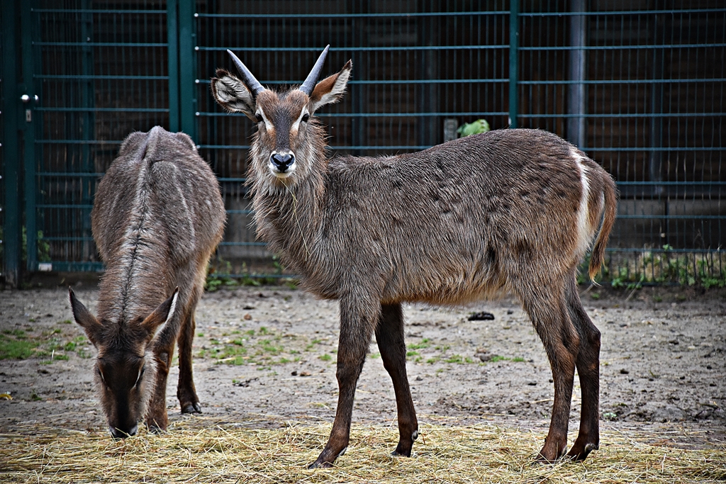 common waterbuck