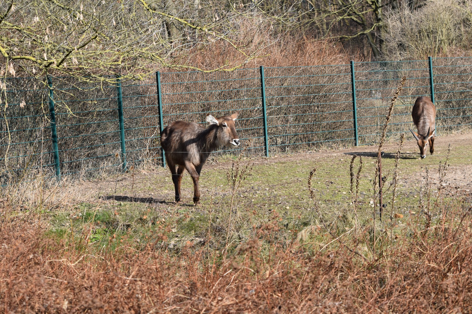 Common waterbuck
