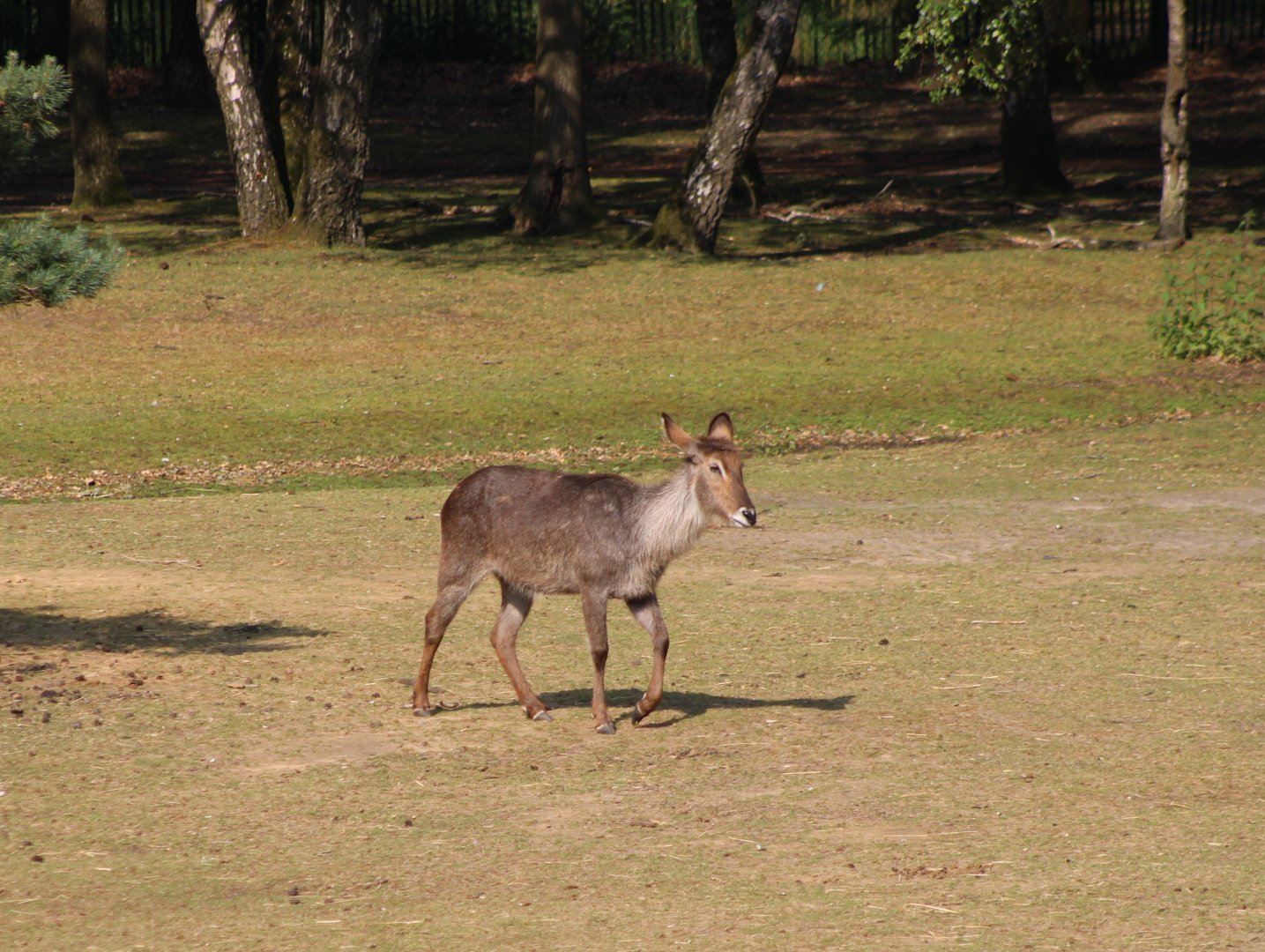 Common waterbuck