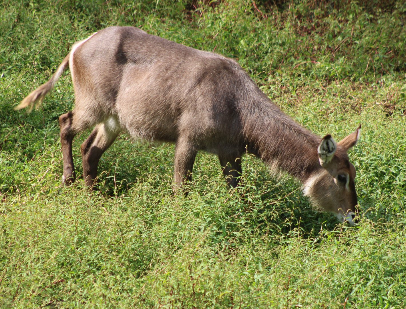 Common waterbuck