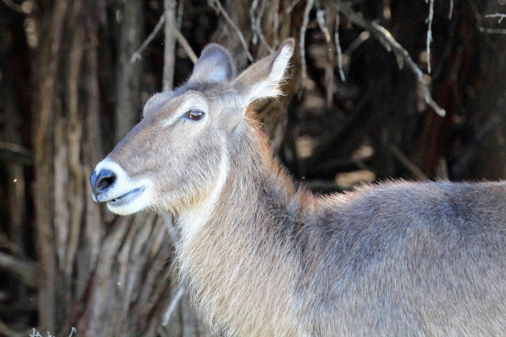 Common Waterbuck