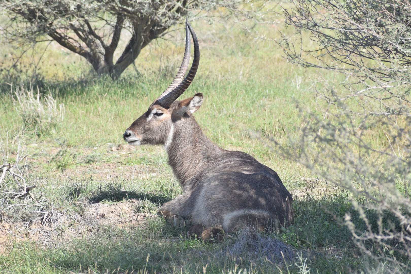 Common waterbuck