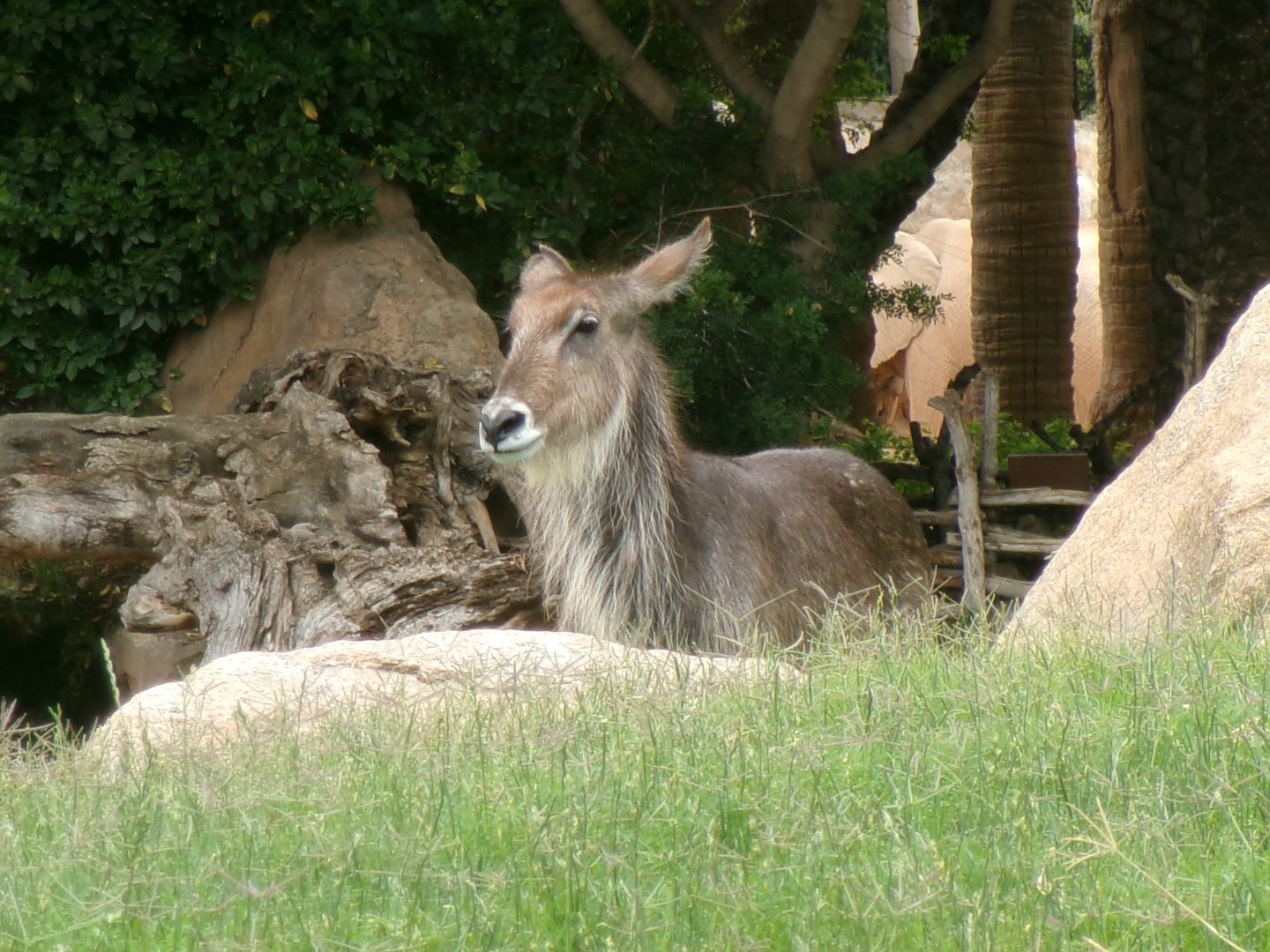 Common waterbuck