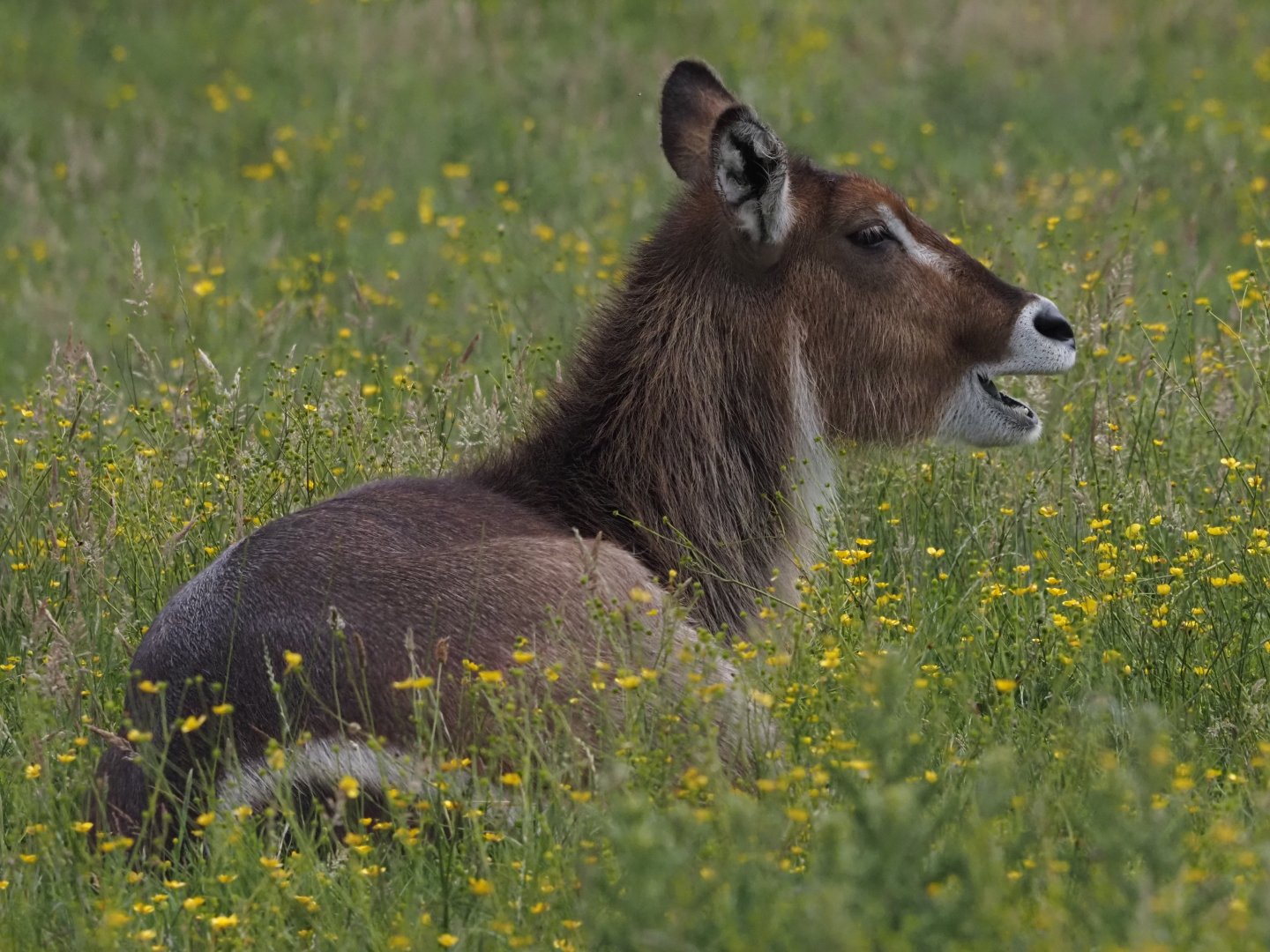 Common Waterbuck