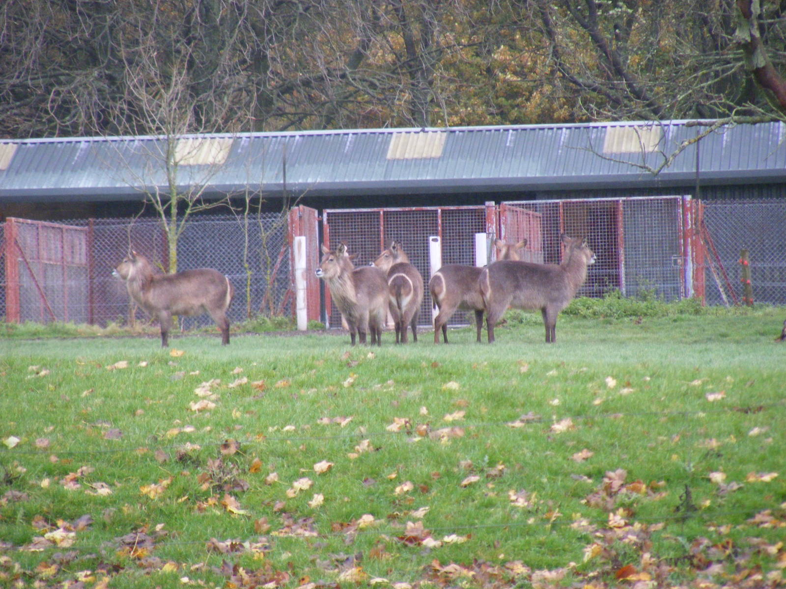 Common waterbucks at Whipsnade Zoo, 11 November 2010