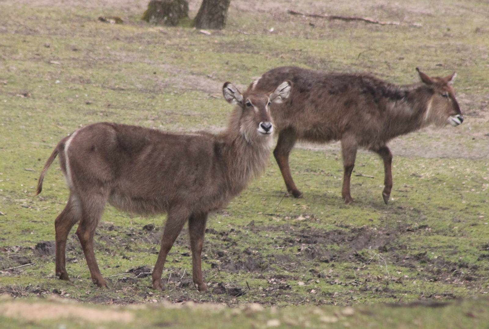 Common waterbucks