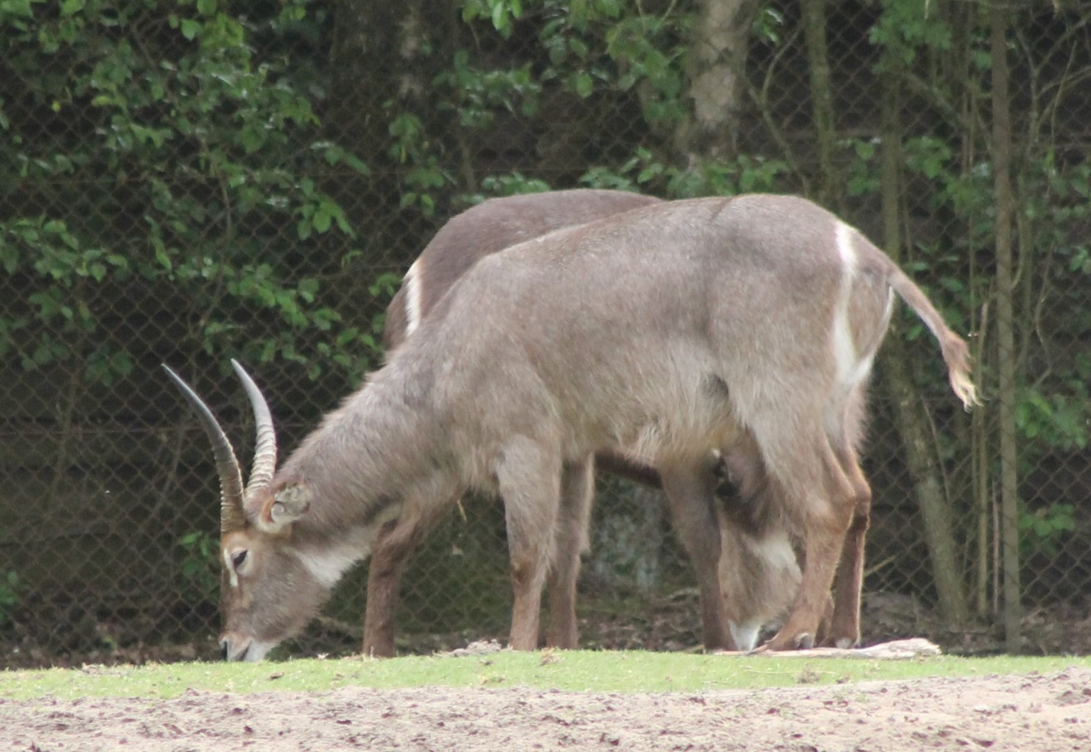 Common waterbucks