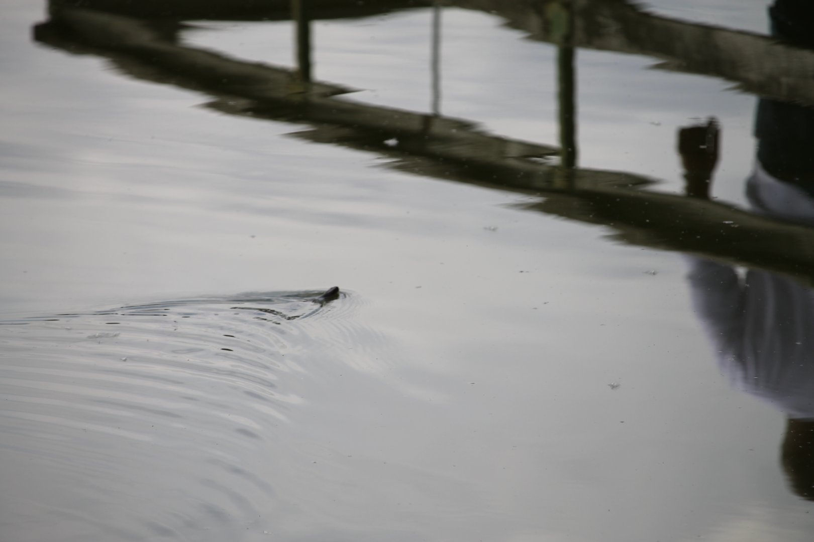 Common watersnake (Nerodia sipedon)
