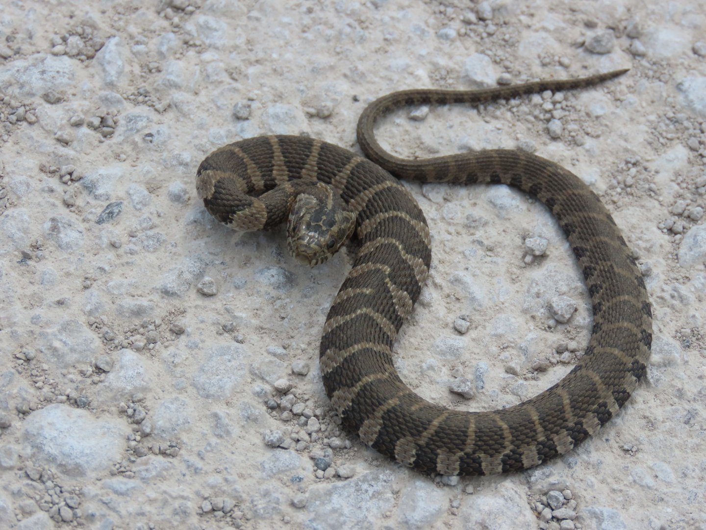 Common Watersnake (Nerodia sipedon)