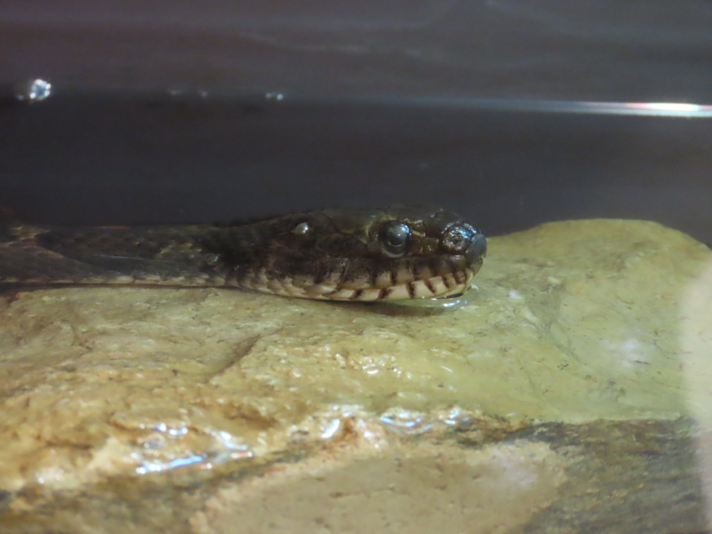 Common Watersnake