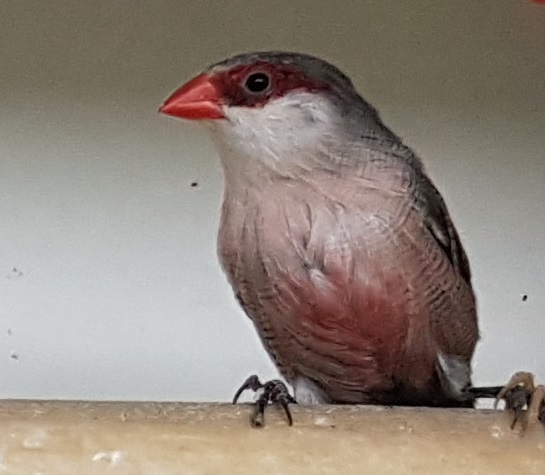 Common waxbill - Estrilda astrild