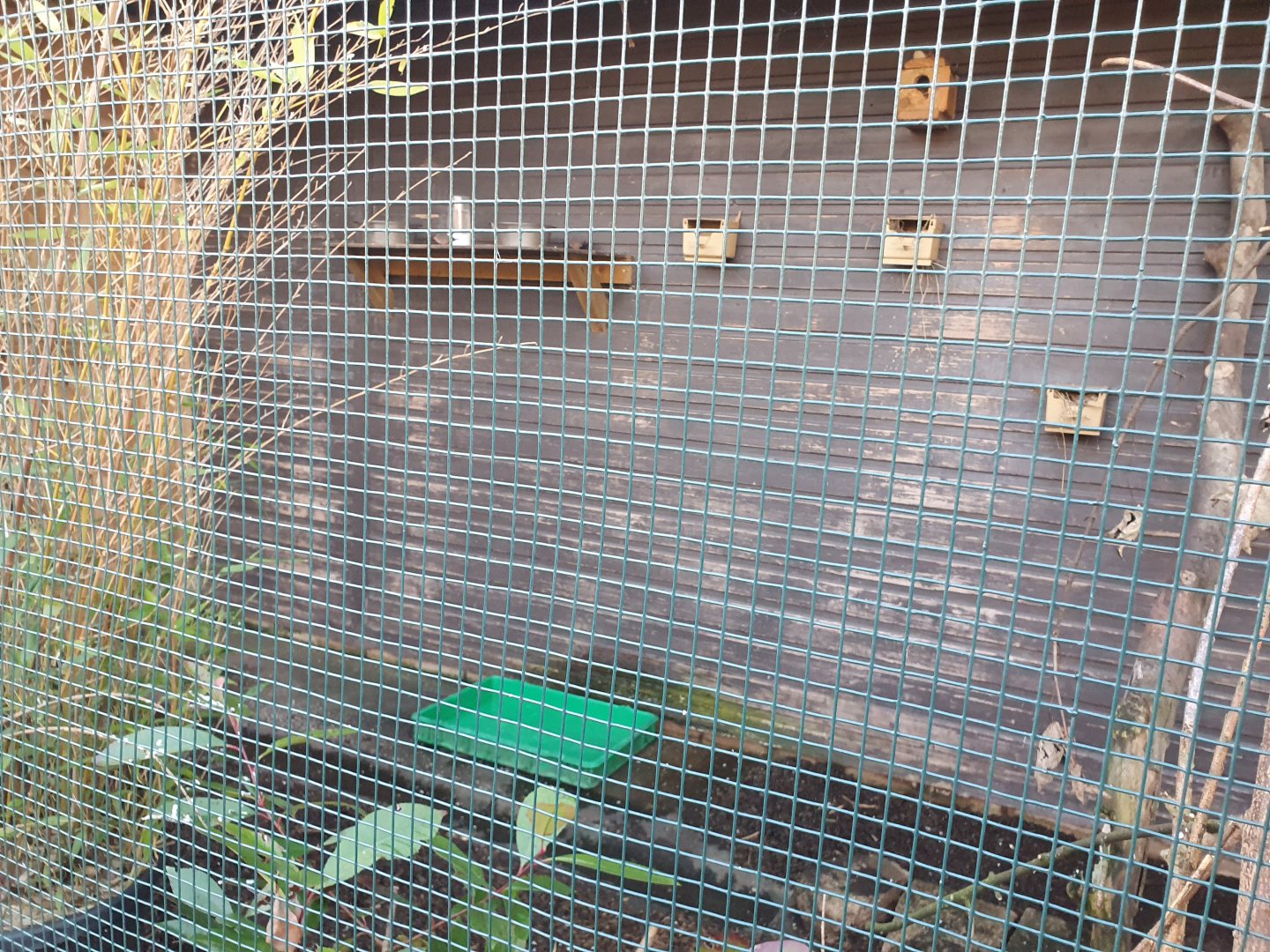 Common Waxbill, Gouldian Finch and Zebra Finch enclosure 25/11/23
