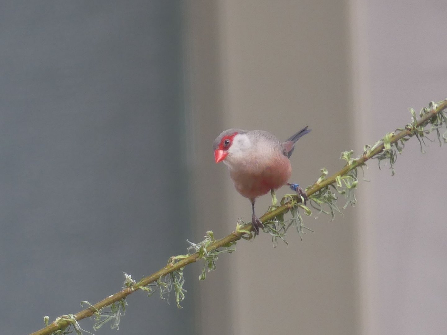 (Common) Waxbill (male) - Heart of Africa - 02.04.25