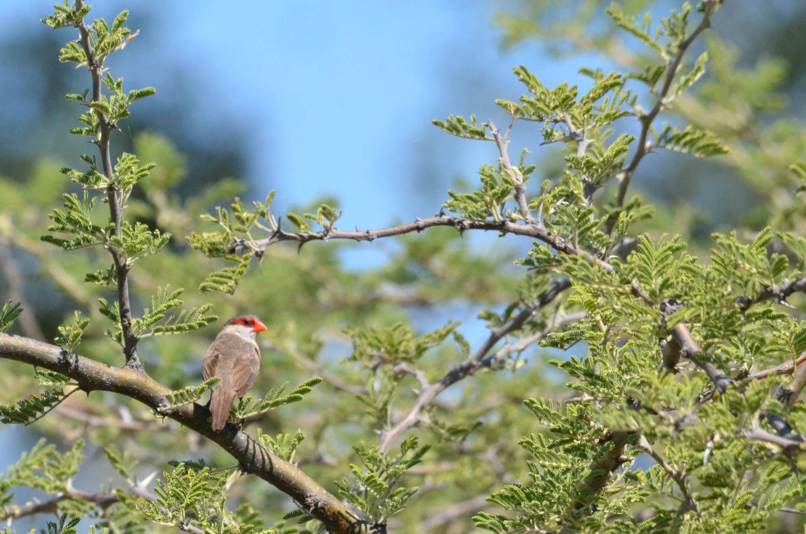 Common Waxbill, Moremi Game Reserve, Botswana, 28/04/16