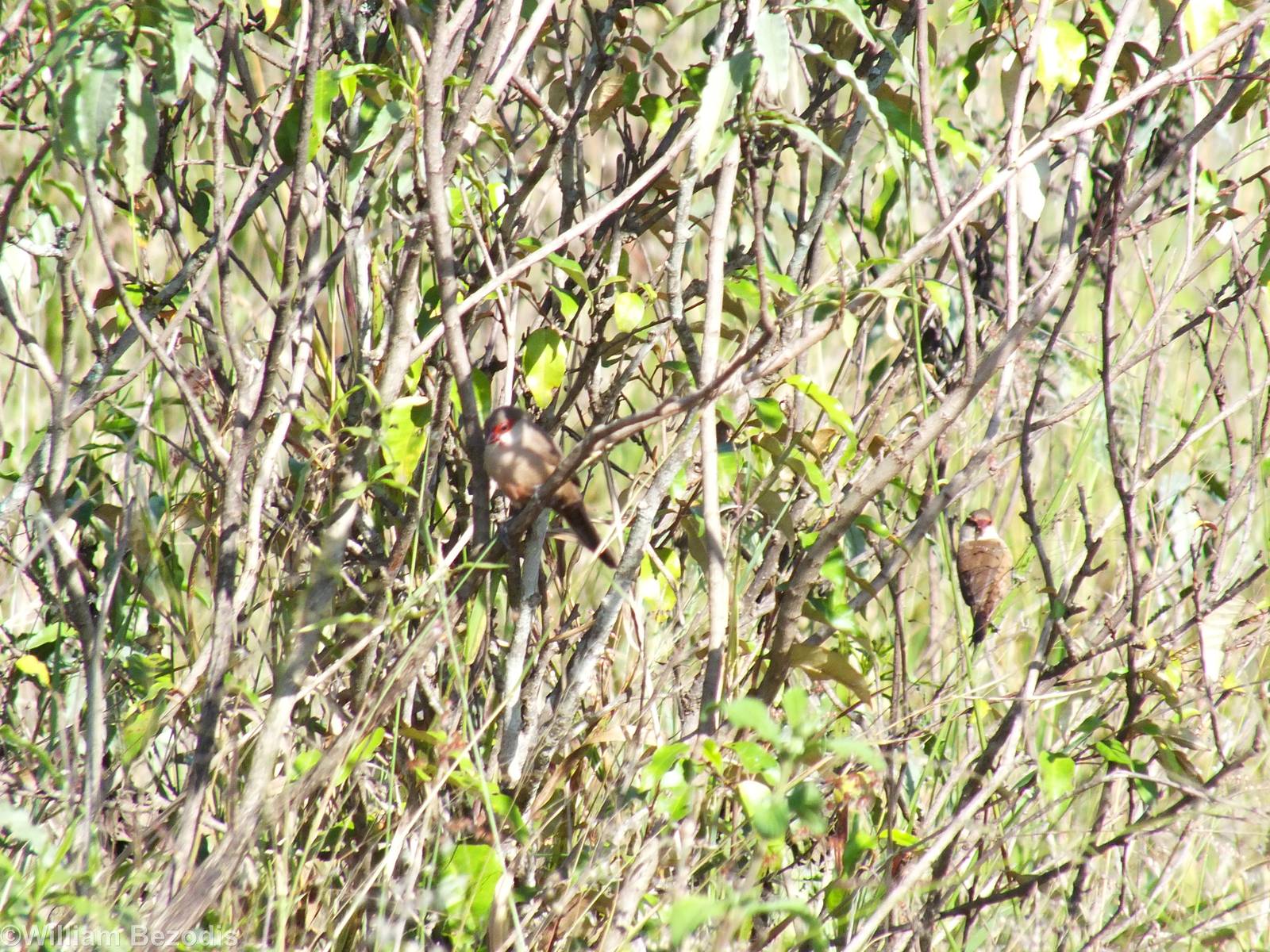 Common Waxbill - Nairobi National Park