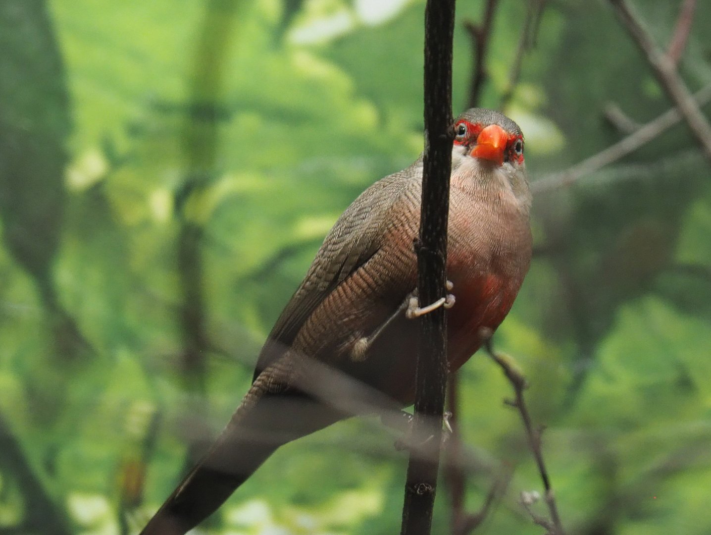 Common waxbill or Saint-Helena waxbill (Estrilda astrild), 2020-09-20