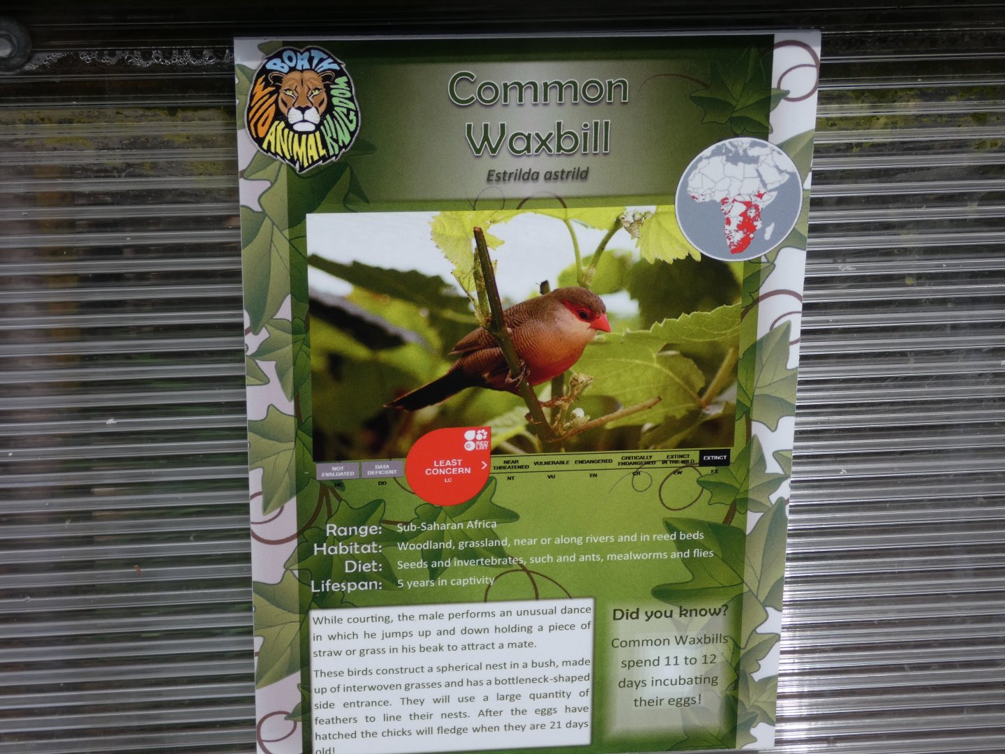 Common Waxbill Signage