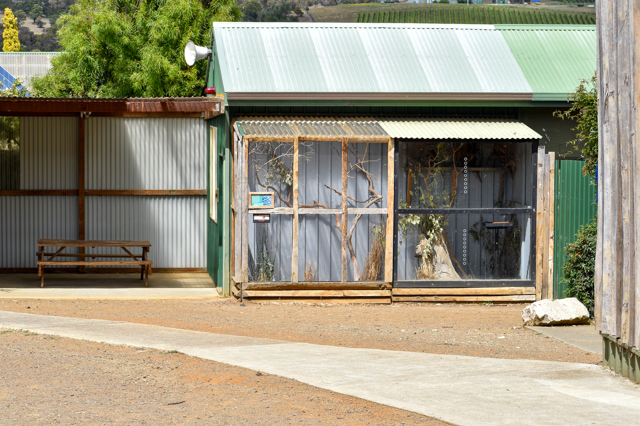 Common Waxbill/Stubble Quail aviary