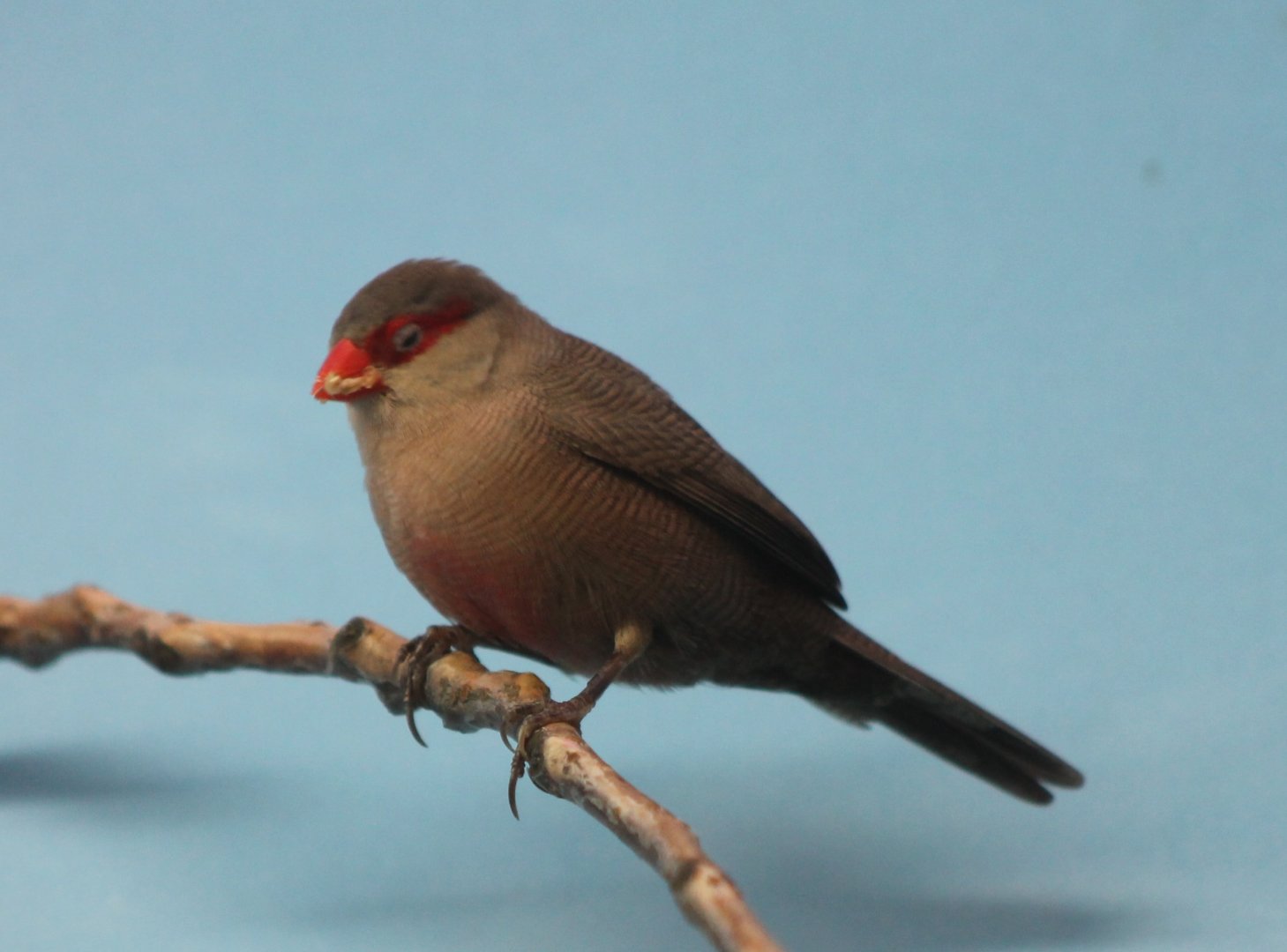 Common waxbill