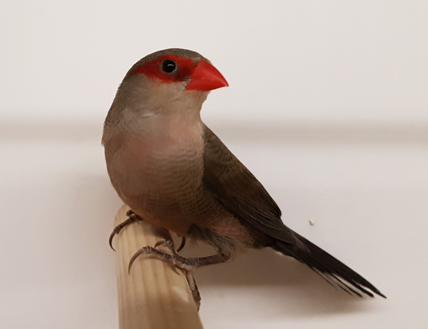 Common waxbill