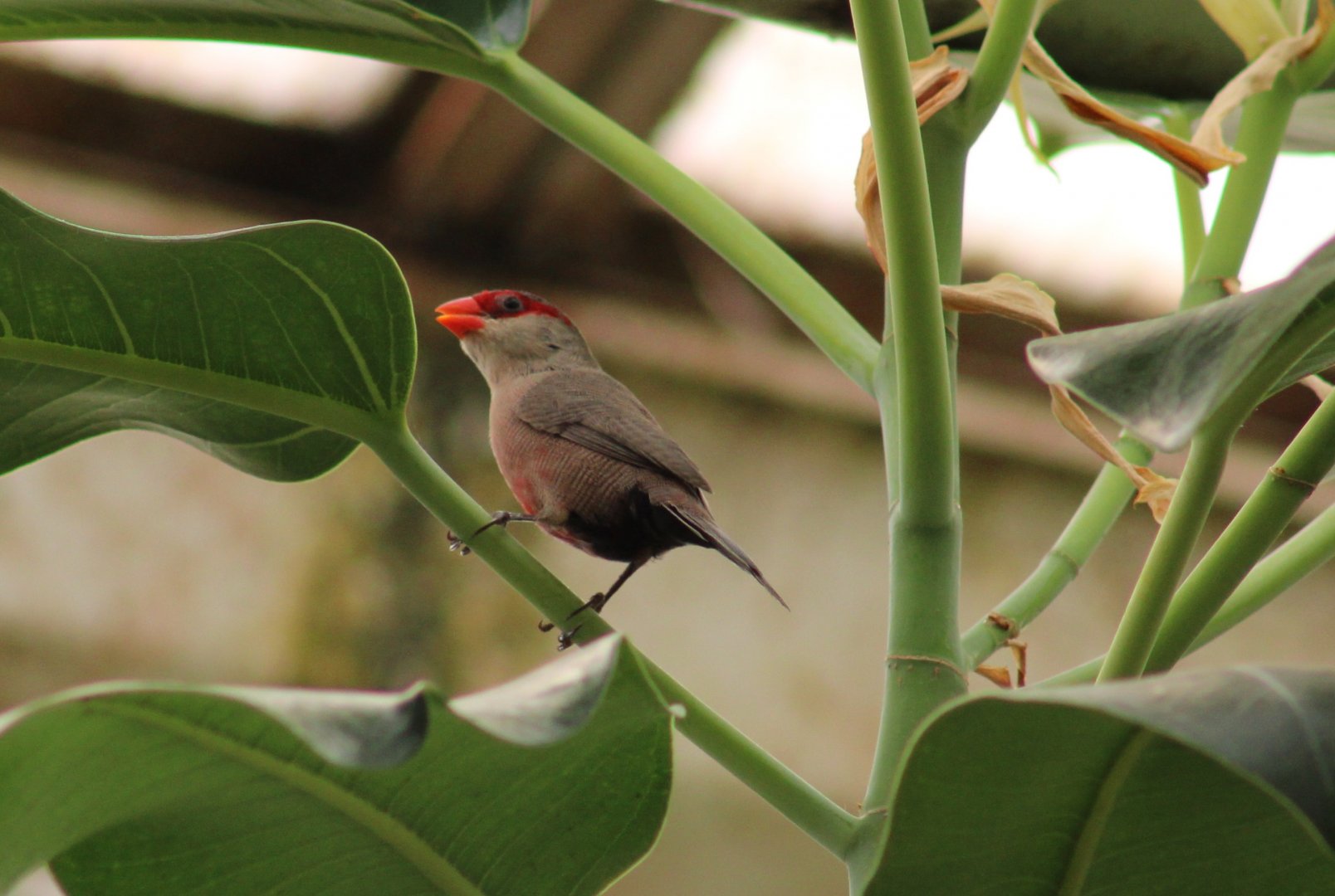 Common waxbill