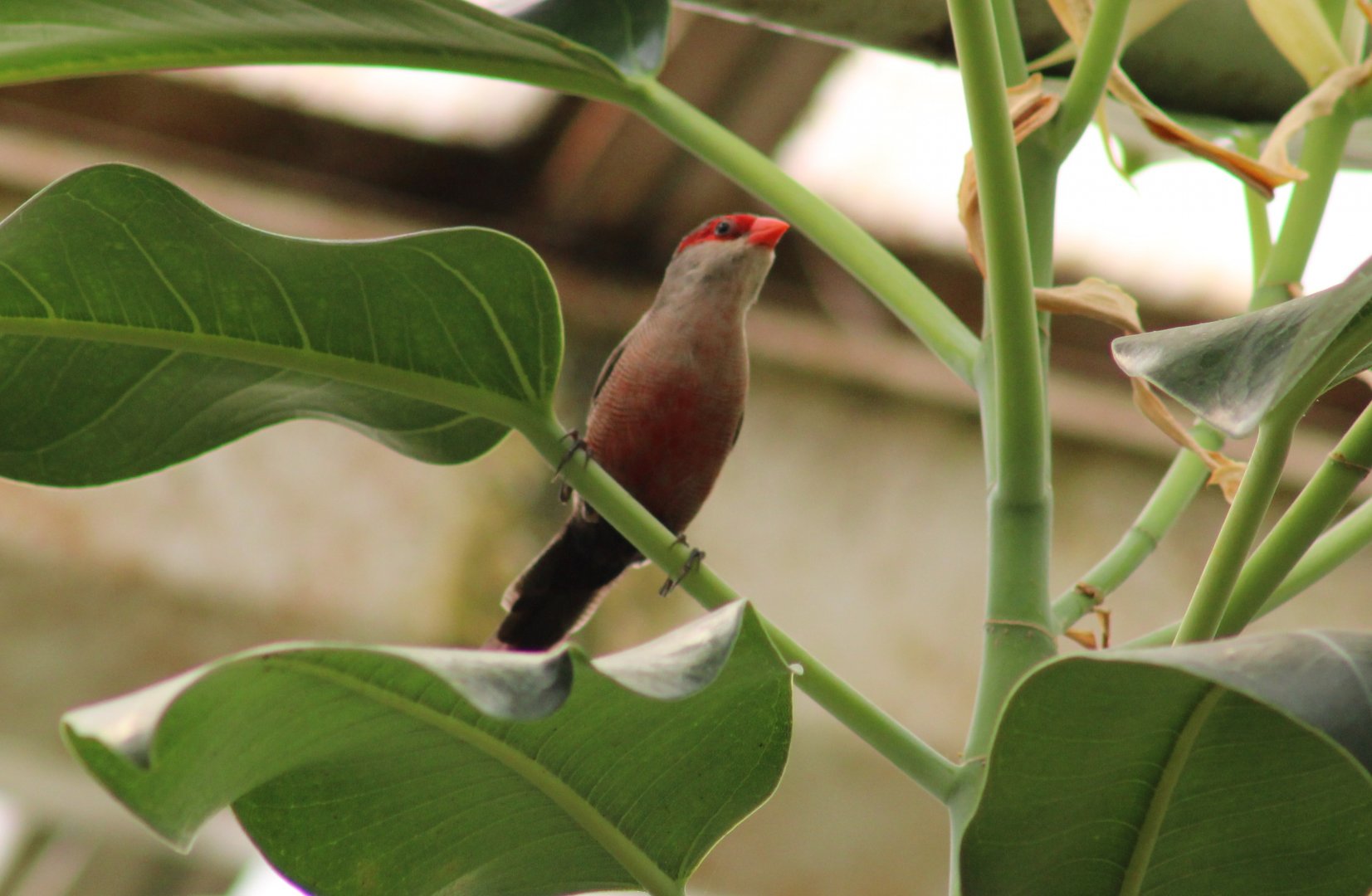 Common waxbill