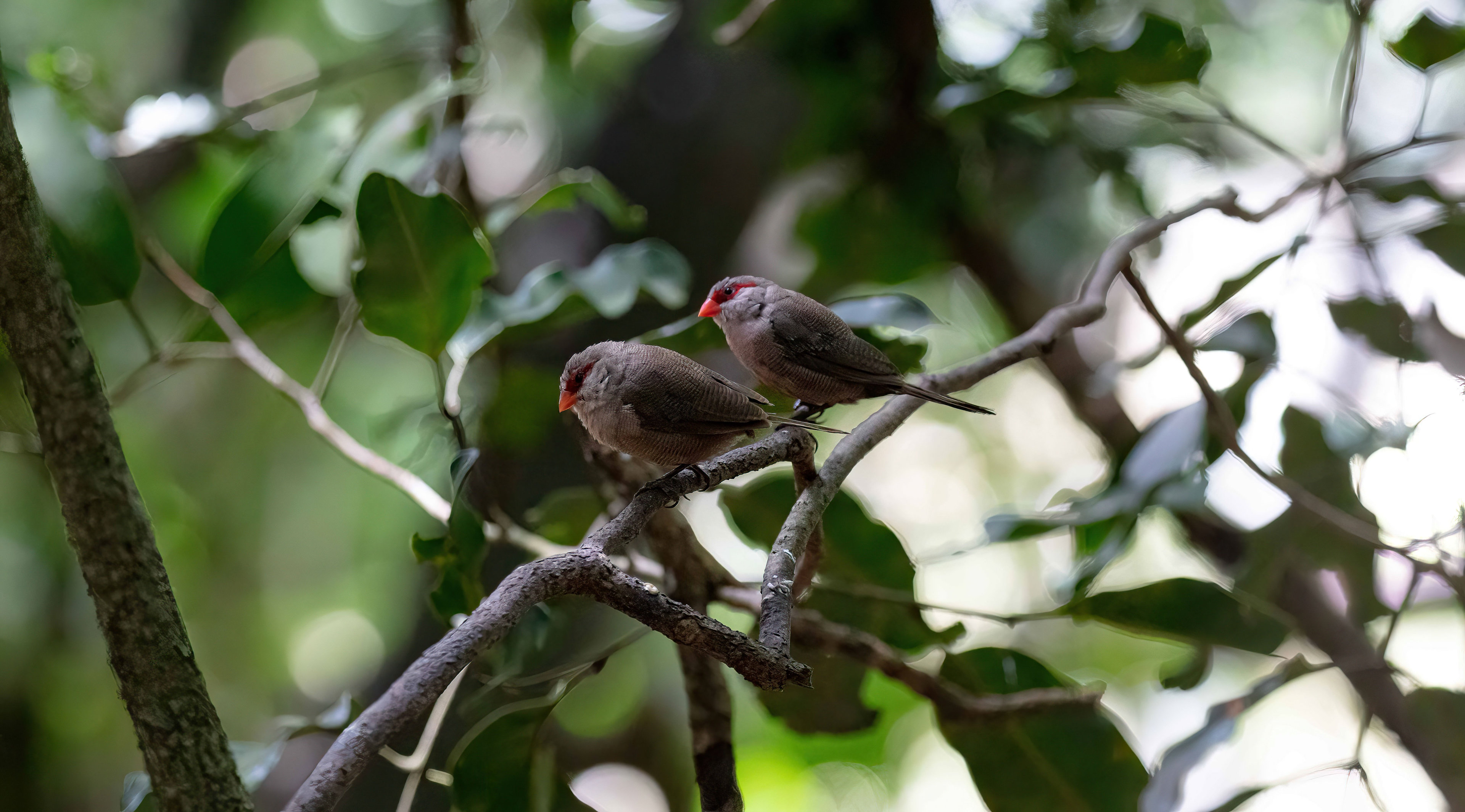 Common Waxbill