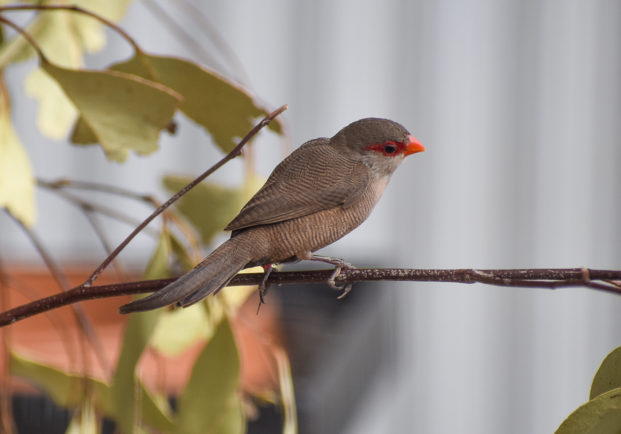 Common Waxbill