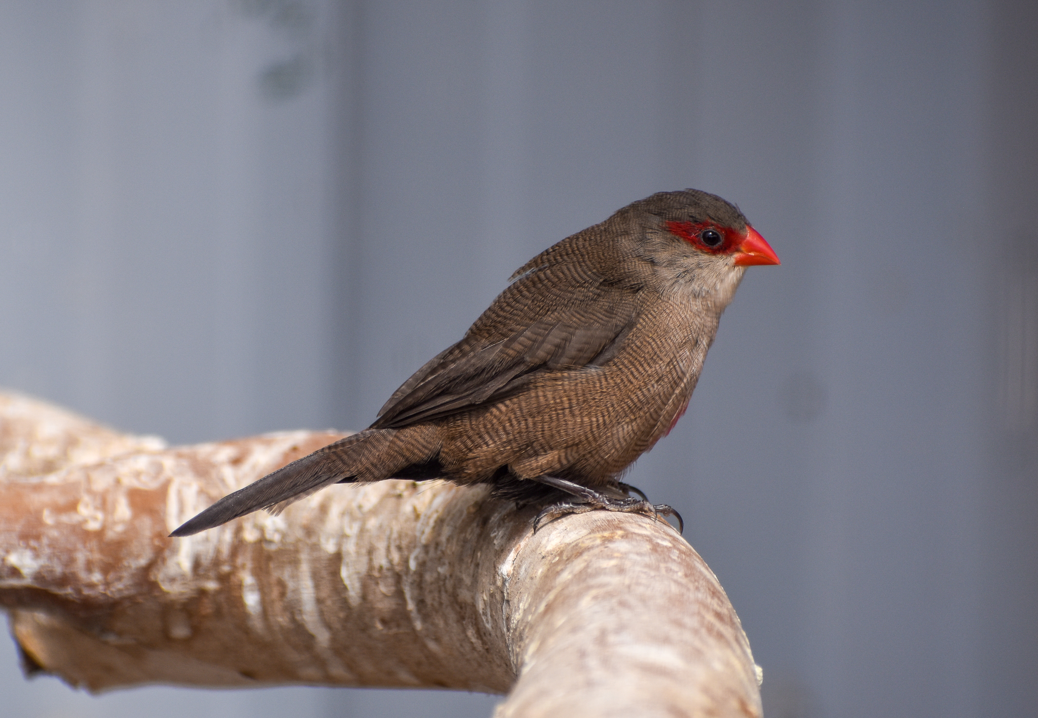 Common Waxbill