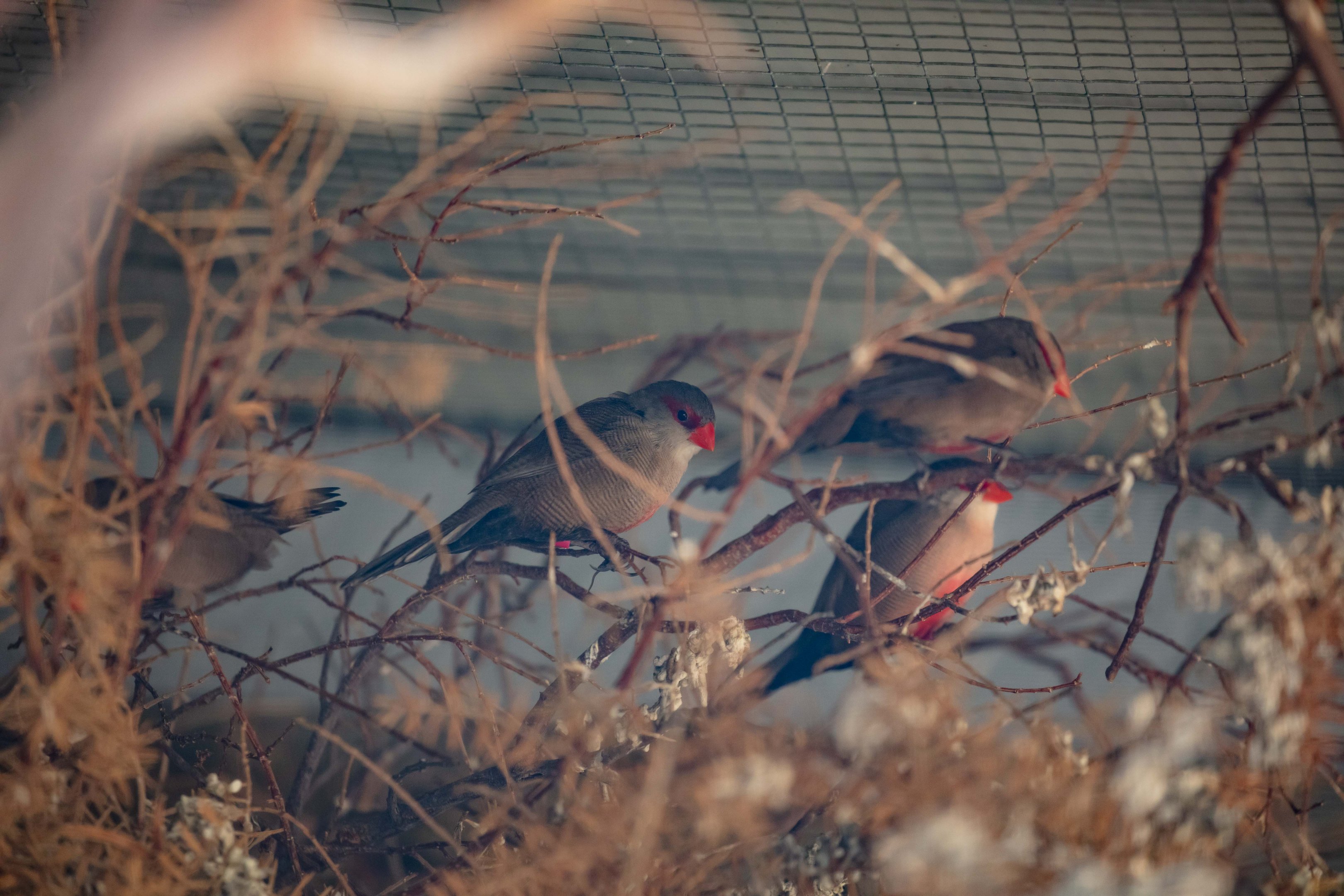 Common Waxbill