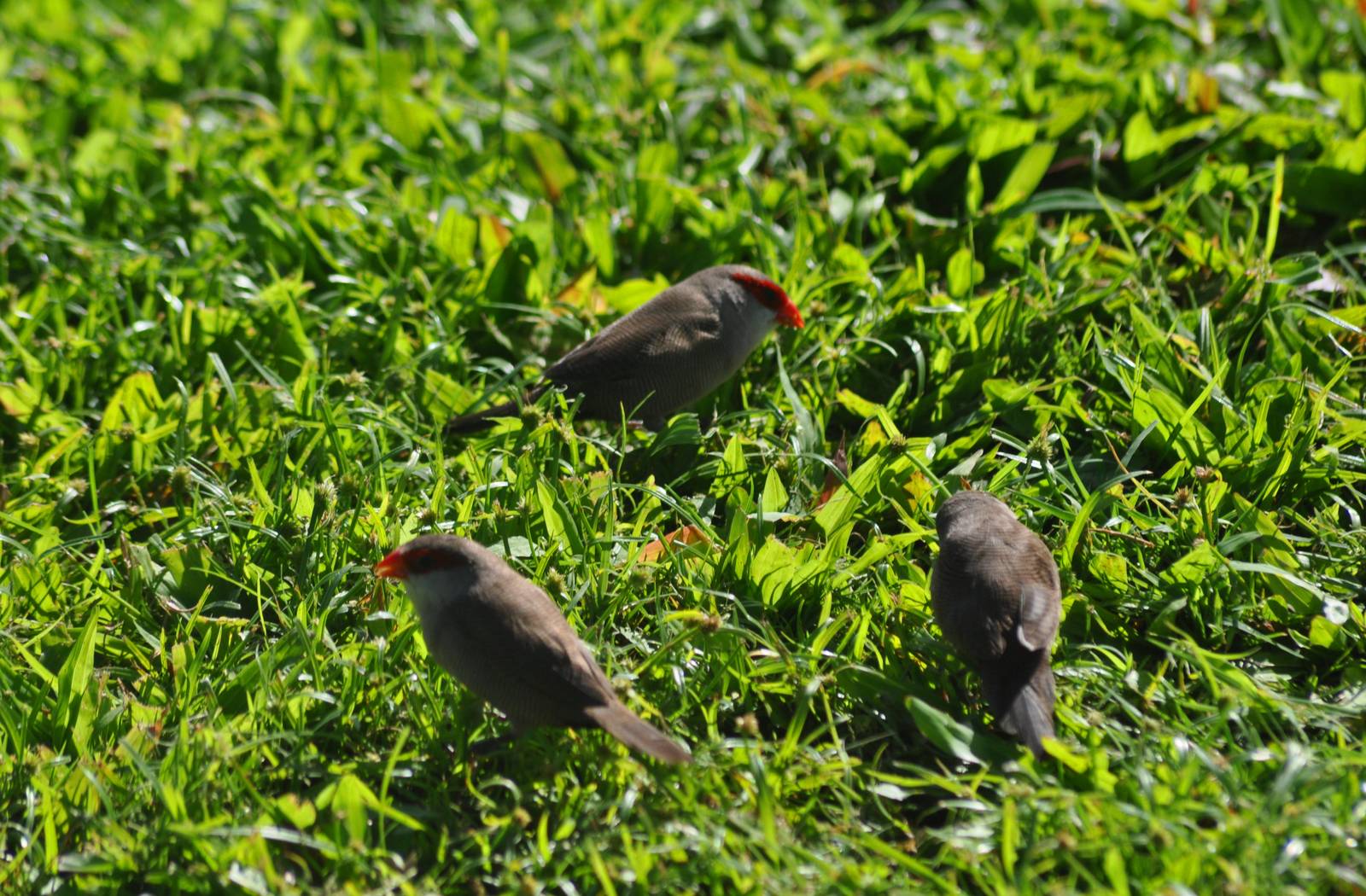 Common Waxbills - Hawaii
