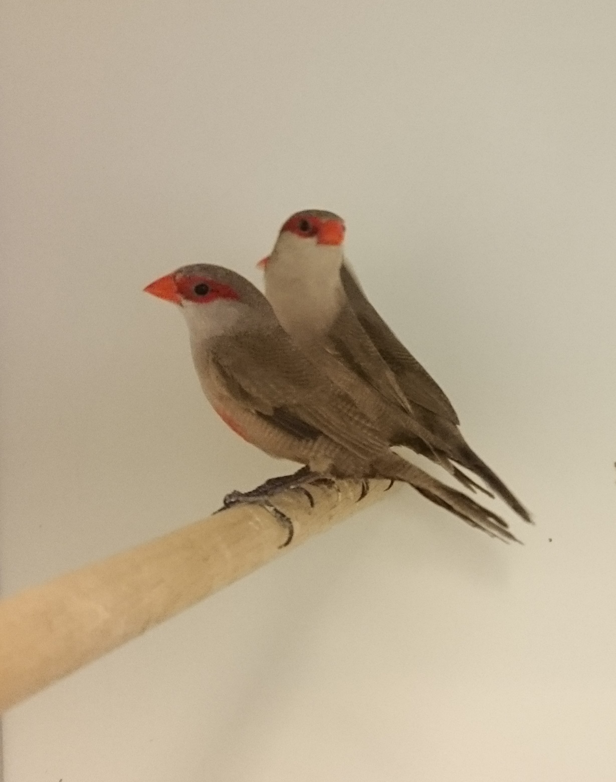 Common waxbills
