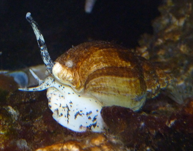 Common whelk (Buccinum undatum)